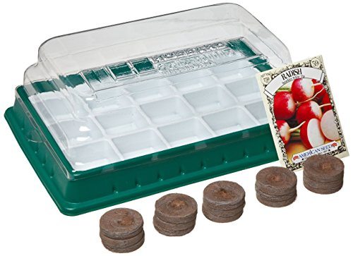 American Educational