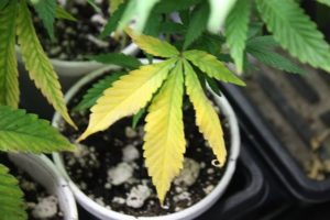 Cannabis nutrient deficiency
