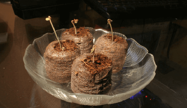 Cannabis Germination in Soil