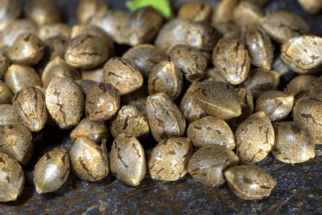 Healthy cannabis seeds