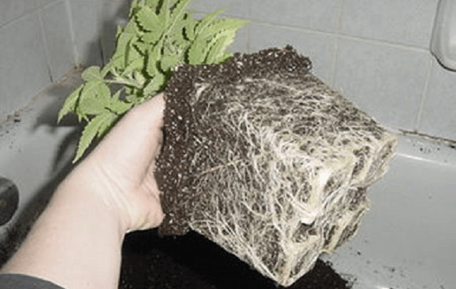 Transplanting a cannabis plant