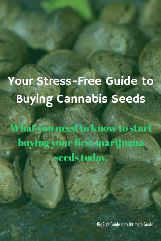 cannabis seeds buying guide