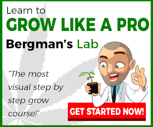 Learn to grow like a Pro