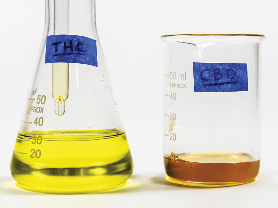 Cannabis oil vs. CBD oil